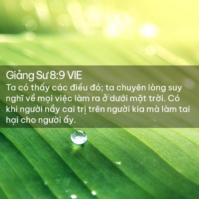 Picture 02 - Giảng Sư 8:9 VIE - Ta có thấy các điều đó; ta chuyên lòng - Bible Verse Picture