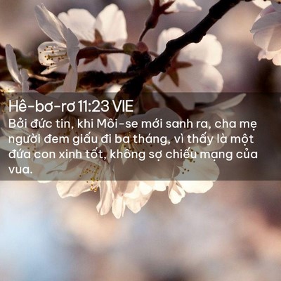 Picture 02 - Hê-bơ-rơ 11:23 VIE - Bởi đức tin, khi Môi-se mới sanh ra, cha - Bible Verse Picture