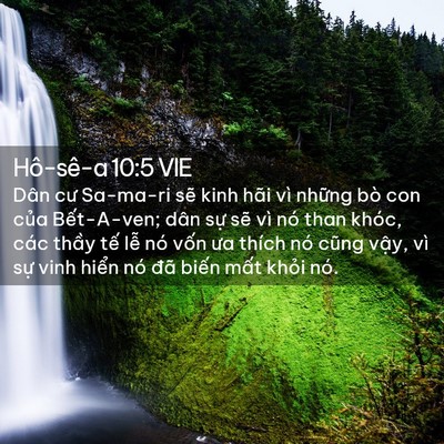 Picture 02 - Hô-sê-a 10:5 VIE - Dân cư Sa-ma-ri sẽ kinh hãi vì những bò - Bible Verse Picture