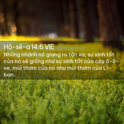 Picture 02 - Hô-sê-a 14:6 VIE - Những nhánh nó giang ra tận xa; sự xinh - Bible Verse Picture
