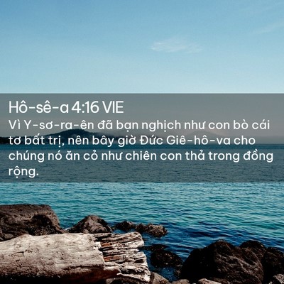 Picture 02 - Hô-sê-a 4:16 VIE - Vì Y-sơ-ra-ên đã bạn nghịch như con bò - Bible Verse Picture