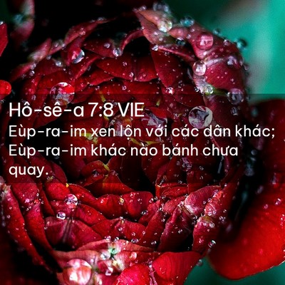 Picture 02 - Hô-sê-a 7:8 VIE - Eùp-ra-im xen lộn với các dân khác; - Bible Verse Picture