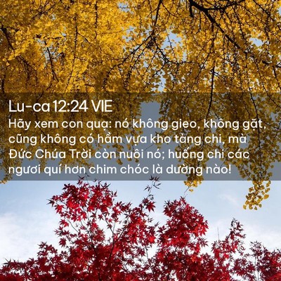 Picture 02 - Lu-ca 12:24 VIE - Hãy xem con quạ: nó không gieo, không - Bible Verse Picture