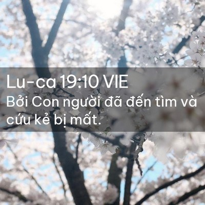 Picture 02 - Lu-ca 19:10 VIE - Bởi Con người đã đến tìm và cứu - Bible Verse Picture