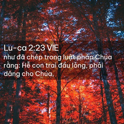 Picture 02 - Lu-ca 2:23 VIE - như đã chép trong luật pháp Chúa rằng: - Bible Verse Picture
