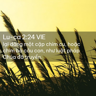 Picture 02 - Lu-ca 2:24 VIE - lại dâng một cặp chim cu, hoặc chim bò - Bible Verse Picture