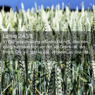 Picture 02 - Lu-ca 2:4 VIE - Vì Giô-sép là dòng dõi nhà Đa-vít, cho - Bible Verse Picture