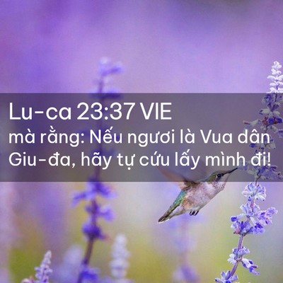 Picture 02 - Lu-ca 23:37 VIE - mà rằng: Nếu ngươi là Vua dân Giu-đa, - Bible Verse Picture