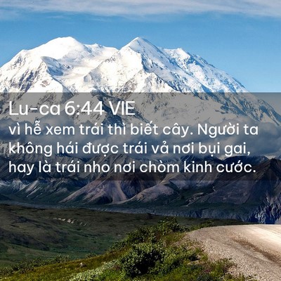 Picture 02 - Lu-ca 6:44 VIE - vì hễ xem trái thì biết cây. Người ta - Bible Verse Picture