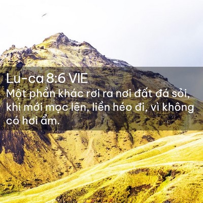 Picture 02 - Lu-ca 8:6 VIE - Một phần khác rơi ra nơi đất đá - Bible Verse Picture