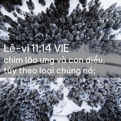 Picture 02 - Lê-vi 11:14 VIE - chim lão ưng và con diều, tùy theo loại - Bible Verse Picture