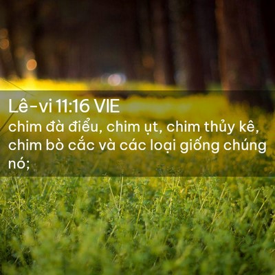 Picture 02 - Lê-vi 11:16 VIE - chim đà điểu, chim ụt, chim thủy kê, - Bible Verse Picture