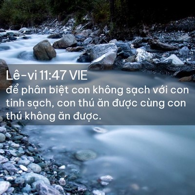 Picture 02 - Lê-vi 11:47 VIE - để phân biệt con không sạch với con - Bible Verse Picture