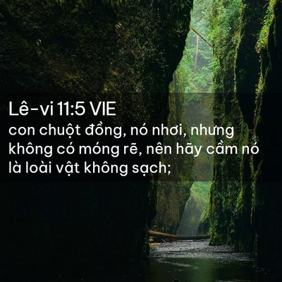 Picture 02 - Lê-vi 11:5 VIE - con chuột đồng, nó nhơi, nhưng không có - Bible Verse Picture