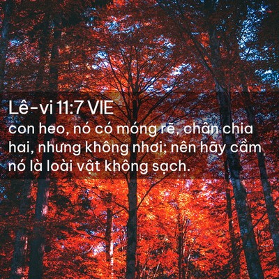 Picture 02 - Lê-vi 11:7 VIE - con heo, nó có móng rẽ, chân chia hai, - Bible Verse Picture