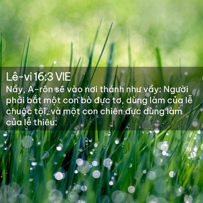 Picture 02 - Lê-vi 16:3 VIE - Nầy, A-rôn sẽ vào nơi thánh như vầy: - Bible Verse Picture