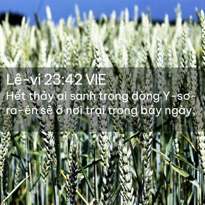 Picture 02 - Lê-vi 23:42 VIE - Hết thảy ai sanh trong dòng Y-sơ-ra-ên - Bible Verse Picture