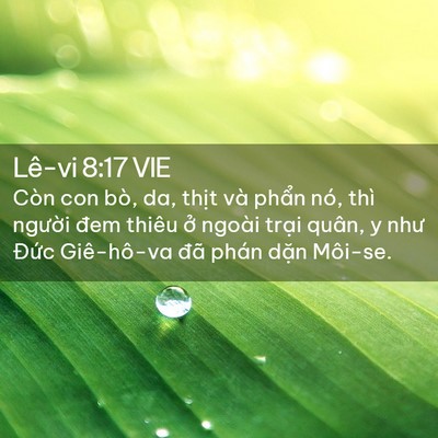 Picture 02 - Lê-vi 8:17 VIE - Còn con bò, da, thịt và phẩn nó, thì - Bible Verse Picture