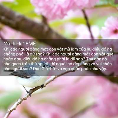 Picture 02 - Ma-la-ki 1:8 VIE - Khi các ngươi dâng một con vật mù làm - Bible Verse Picture
