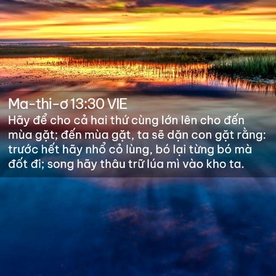 Picture 02 - Ma-thi-ơ 13:30 VIE - Hãy để cho cả hai thứ cùng lớn lên - Bible Verse Picture