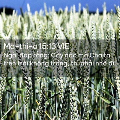 Picture 02 - Ma-thi-ơ 15:13 VIE - Ngài đáp rằng: Cây nào mà Cha ta trên - Bible Verse Picture