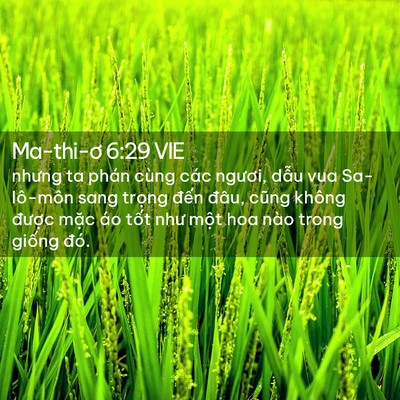 Picture 02 - Ma-thi-ơ 6:29 VIE - nhưng ta phán cùng các ngươi, dẫu vua - Bible Verse Picture