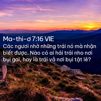Picture 02 - Ma-thi-ơ 7:16 VIE - Các ngươi nhờ những trái nó mà nhận - Bible Verse Picture