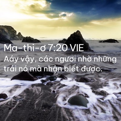 Picture 02 - Ma-thi-ơ 7:20 VIE - Aáy vậy, các ngươi nhờ những trái nó - Bible Verse Picture