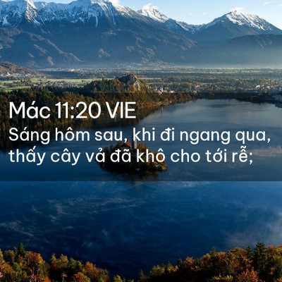 Picture 02 - Mác 11:20 VIE - Sáng hôm sau, khi đi ngang qua, thấy cây - Bible Verse Picture