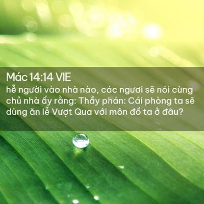 Picture 02 - Mác 14:14 VIE - hễ người vào nhà nào, các ngươi sẽ - Bible Verse Picture