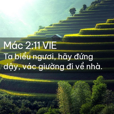 Picture 02 - Mác 2:11 VIE - Ta biểu ngươi, hãy đứng dậy, vác - Bible Verse Picture
