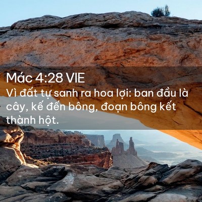 Picture 02 - Mác 4:28 VIE - Vì đất tự sanh ra hoa lợi: ban đầu là - Bible Verse Picture