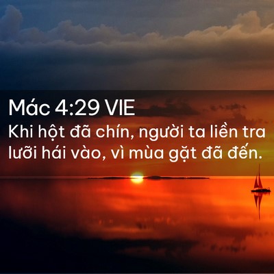 Picture 02 - Mác 4:29 VIE - Khi hột đã chín, người ta liền tra - Bible Verse Picture