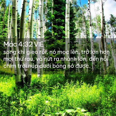 Picture 02 - Mác 4:32 VIE - song khi gieo rồi, nó mọc lên, trở lớn - Bible Verse Picture