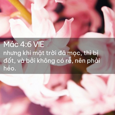 Picture 02 - Mác 4:6 VIE - nhưng khi mặt trời đã mọc, thì bị - Bible Verse Picture