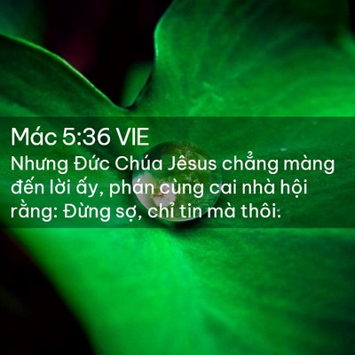 Picture 02 - Mác 5:36 VIE - Nhưng Đức Chúa Jêsus chẳng màng đến - Bible Verse Picture