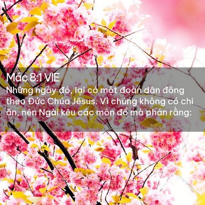 Picture 02 - Mác 8:1 VIE - Những ngày đó, lại có một đoàn dân - Bible Verse Picture