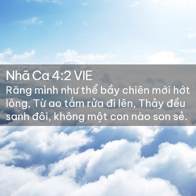 Picture 02 - Nhã Ca 4:2 VIE - Răng mình như thể bầy chiên mới hớt - Bible Verse Picture