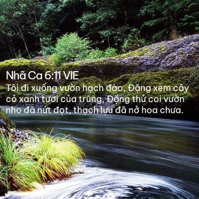 Picture 02 - Nhã Ca 6:11 VIE - Tôi đi xuống vườn hạch đào, Đặng - Bible Verse Picture