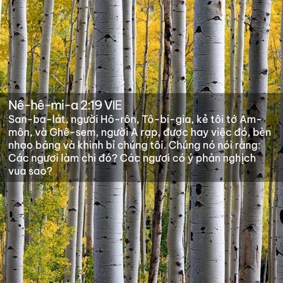 Picture 02 - Nê-hê-mi-a 2:19 VIE - San-ba-lát, người Hô-rôn, Tô-bi-gia, kẻ - Bible Verse Picture