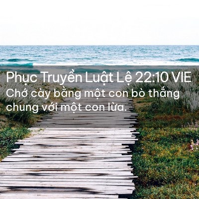 Picture 02 - Phục Truyền Luật Lệ 22:10 VIE - Chớ cày bằng một con bò thắng chung - Bible Verse Picture