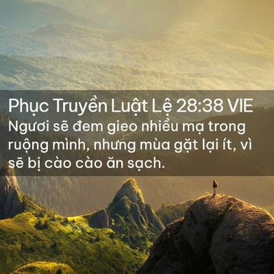 Picture 02 - Phục Truyền Luật Lệ 28:38 VIE - Ngươi sẽ đem gieo nhiều mạ trong ruộng - Bible Verse Picture