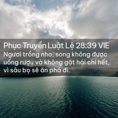 Picture 02 - Phục Truyền Luật Lệ 28:39 VIE - Ngươi trồng nho, song không được uống - Bible Verse Picture