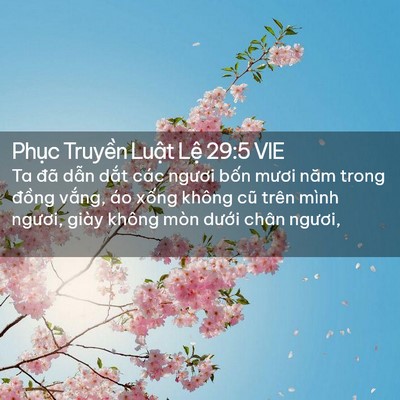 Picture 02 - Phục Truyền Luật Lệ 29:5 VIE - Ta đã dẫn dắt các ngươi bốn mươi - Bible Verse Picture