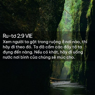 Picture 02 - Ru-tơ 2:9 VIE - Xem người ta gặt trong ruộng ở nơi - Bible Verse Picture