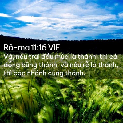 Picture 02 - Rô-ma 11:16 VIE - Vả, nếu trái đầu mùa là thánh, thì - Bible Verse Picture