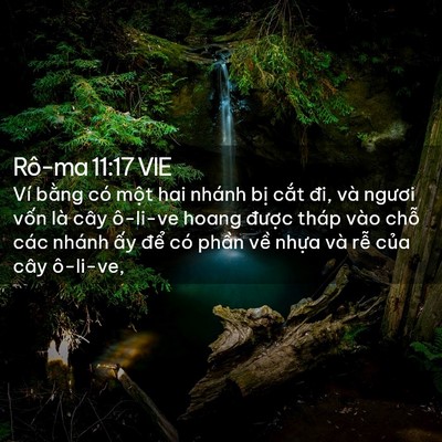 Picture 02 - Rô-ma 11:17 VIE - Ví bằng có một hai nhánh bị cắt đi, - Bible Verse Picture