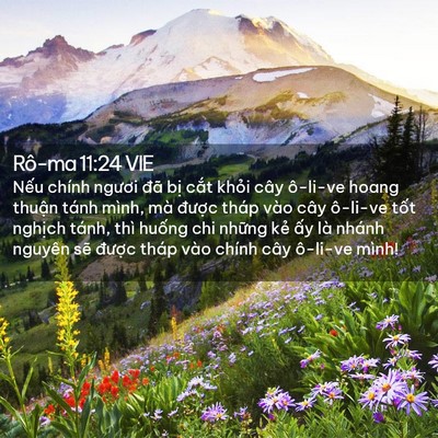 Picture 02 - Rô-ma 11:24 VIE - Nếu chính ngươi đã bị cắt khỏi cây - Bible Verse Picture