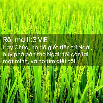 Picture 02 - Rô-ma 11:3 VIE - Lạy Chúa, họ đã giết tiên tri Ngài, - Bible Verse Picture