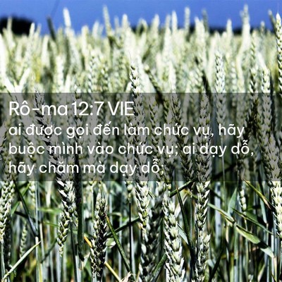 Picture 02 - Rô-ma 12:7 VIE - ai được gọi đến làm chức vụ, hãy - Bible Verse Picture